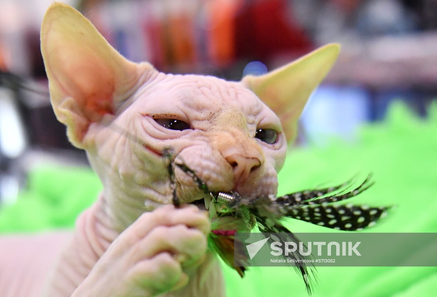 Russia Cat Show