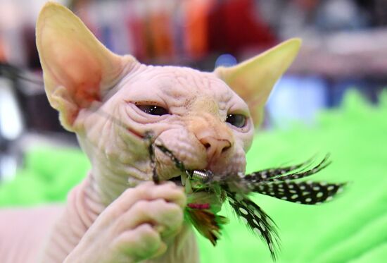 Russia Cat Show