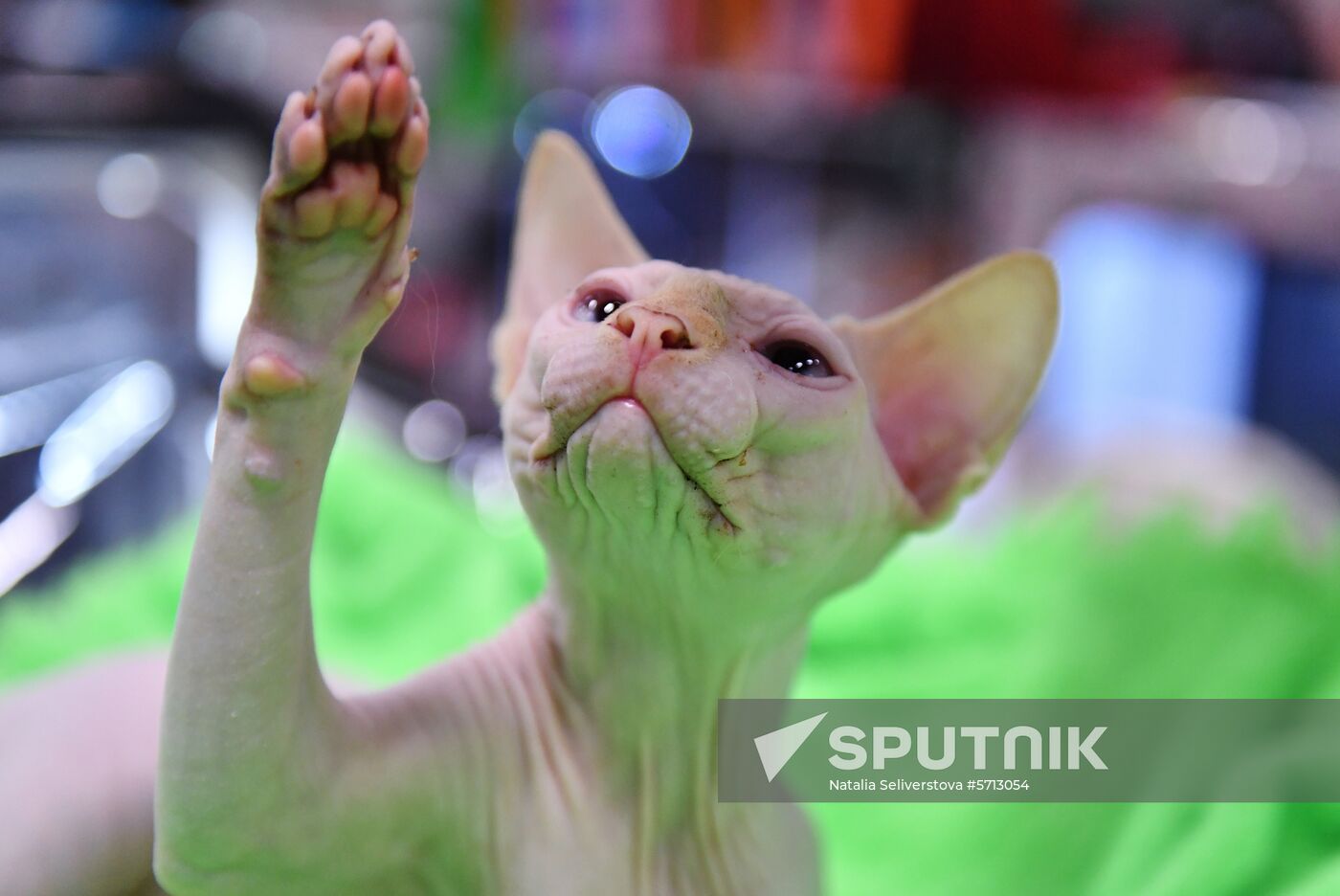 Russia Cat Show