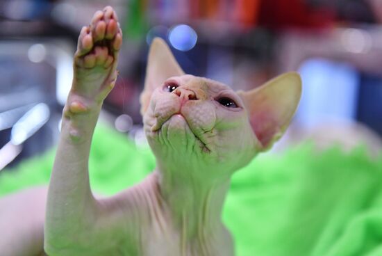 Russia Cat Show