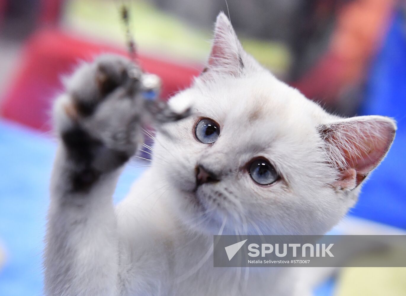 Russia Cat Show
