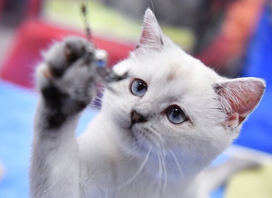 Russia Cat Show