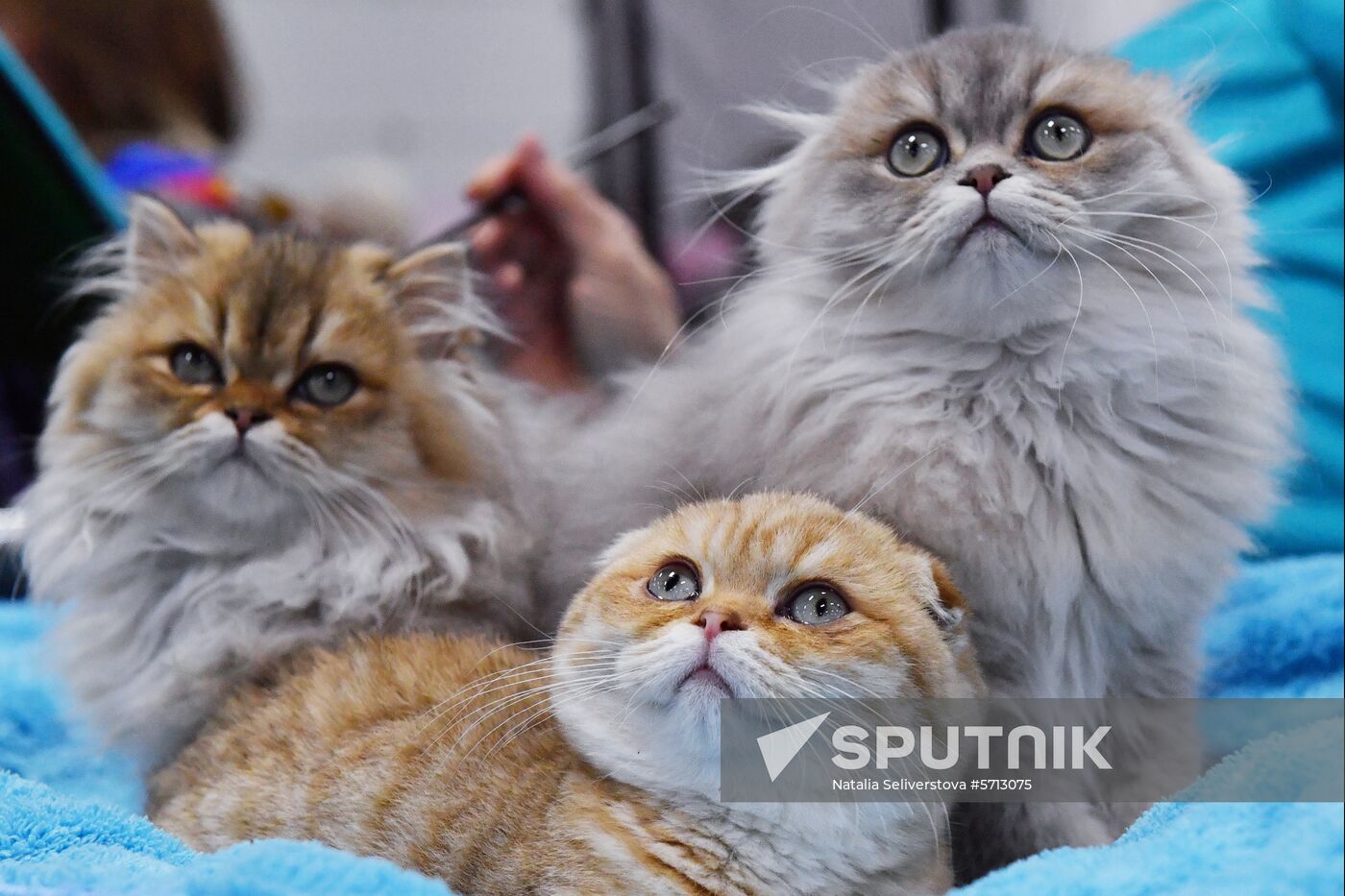 Russia Cat Show