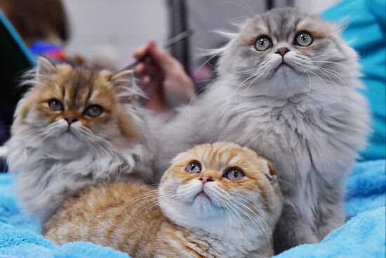 Russia Cat Show