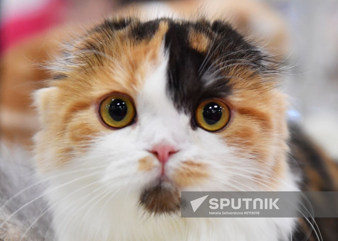 Russia Cat Show