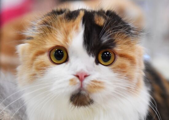 Russia Cat Show