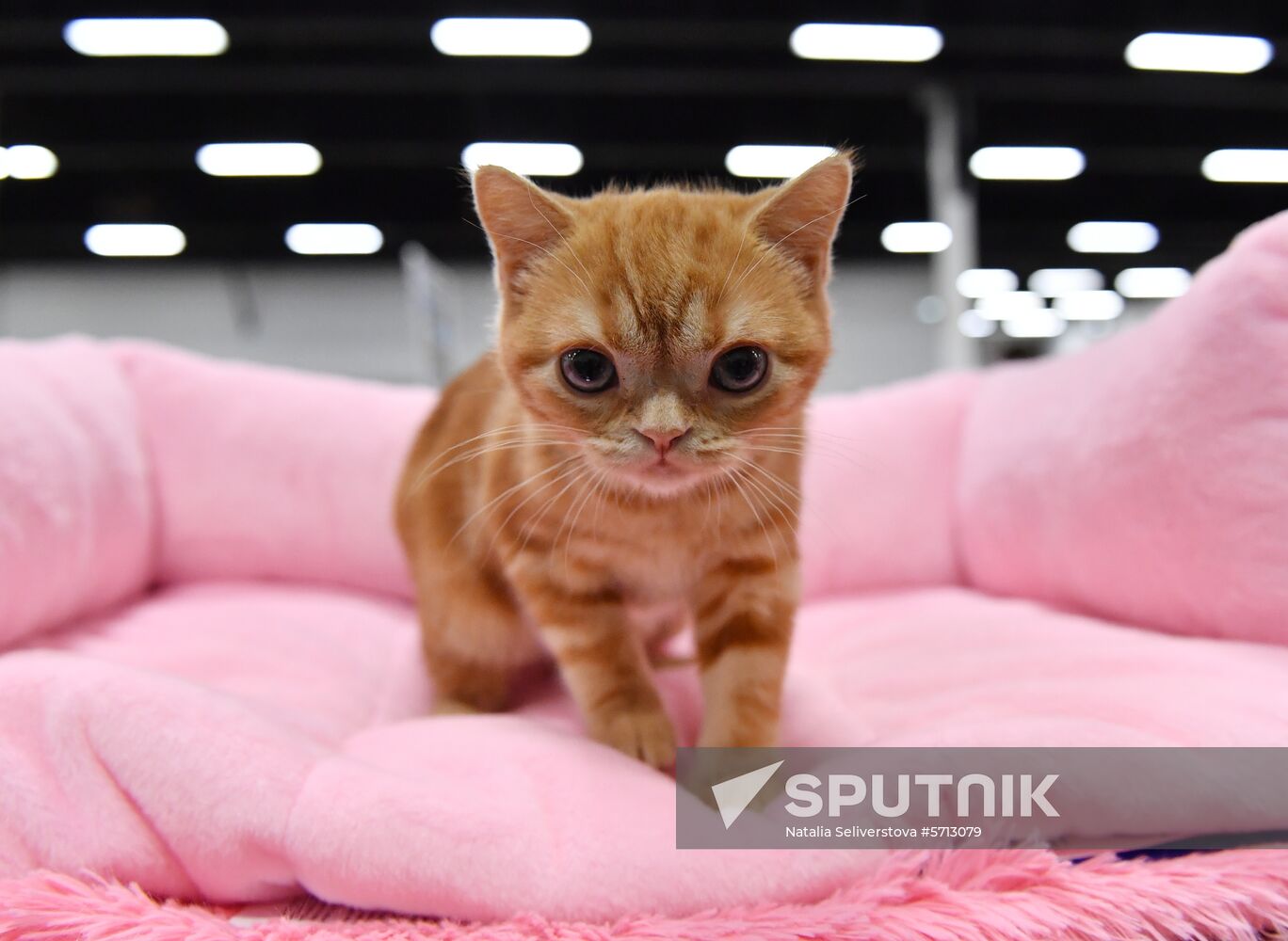 Russia Cat Show