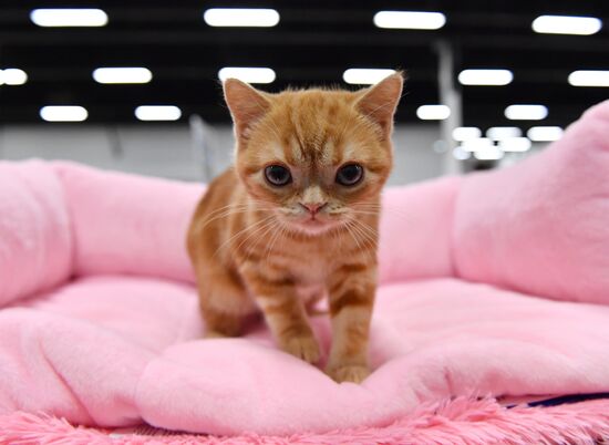 Russia Cat Show