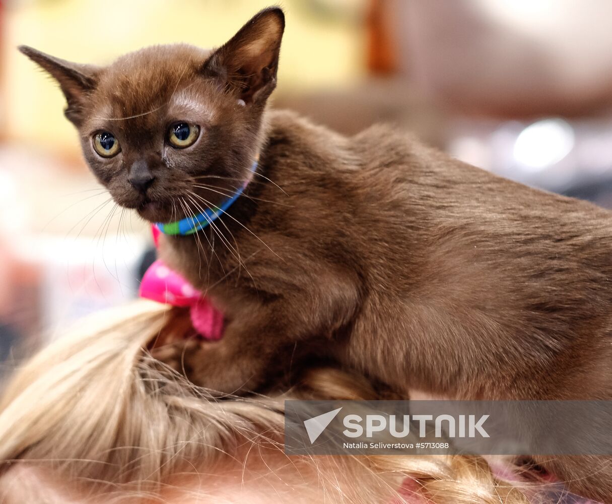 Russia Cat Show
