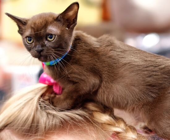 Russia Cat Show
