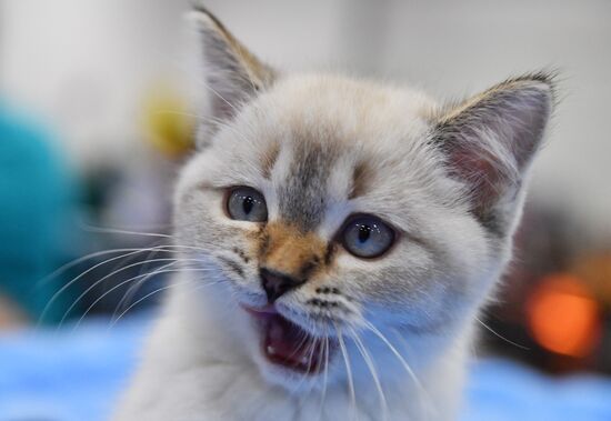 Russia Cat Show