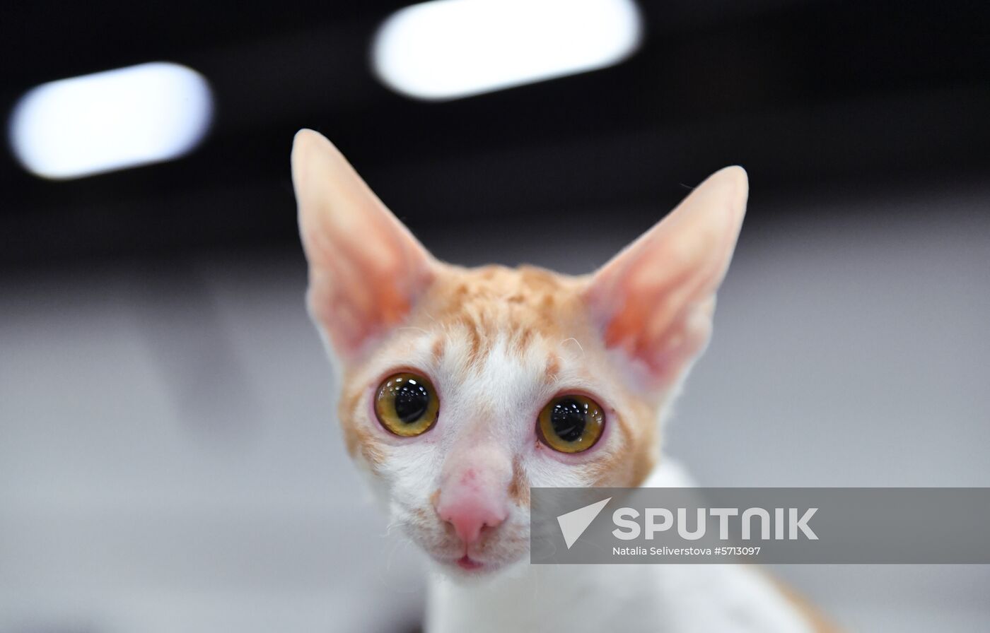 Russia Cat Show