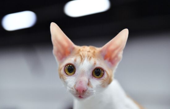 Russia Cat Show