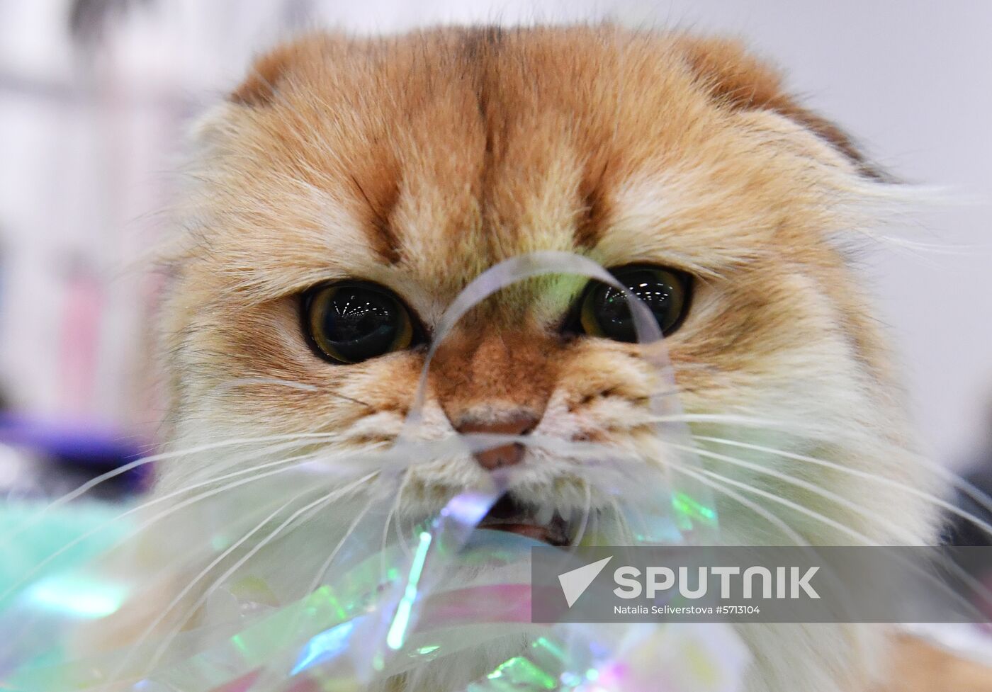 Russia Cat Show