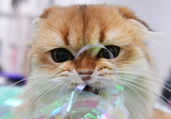 Russia Cat Show
