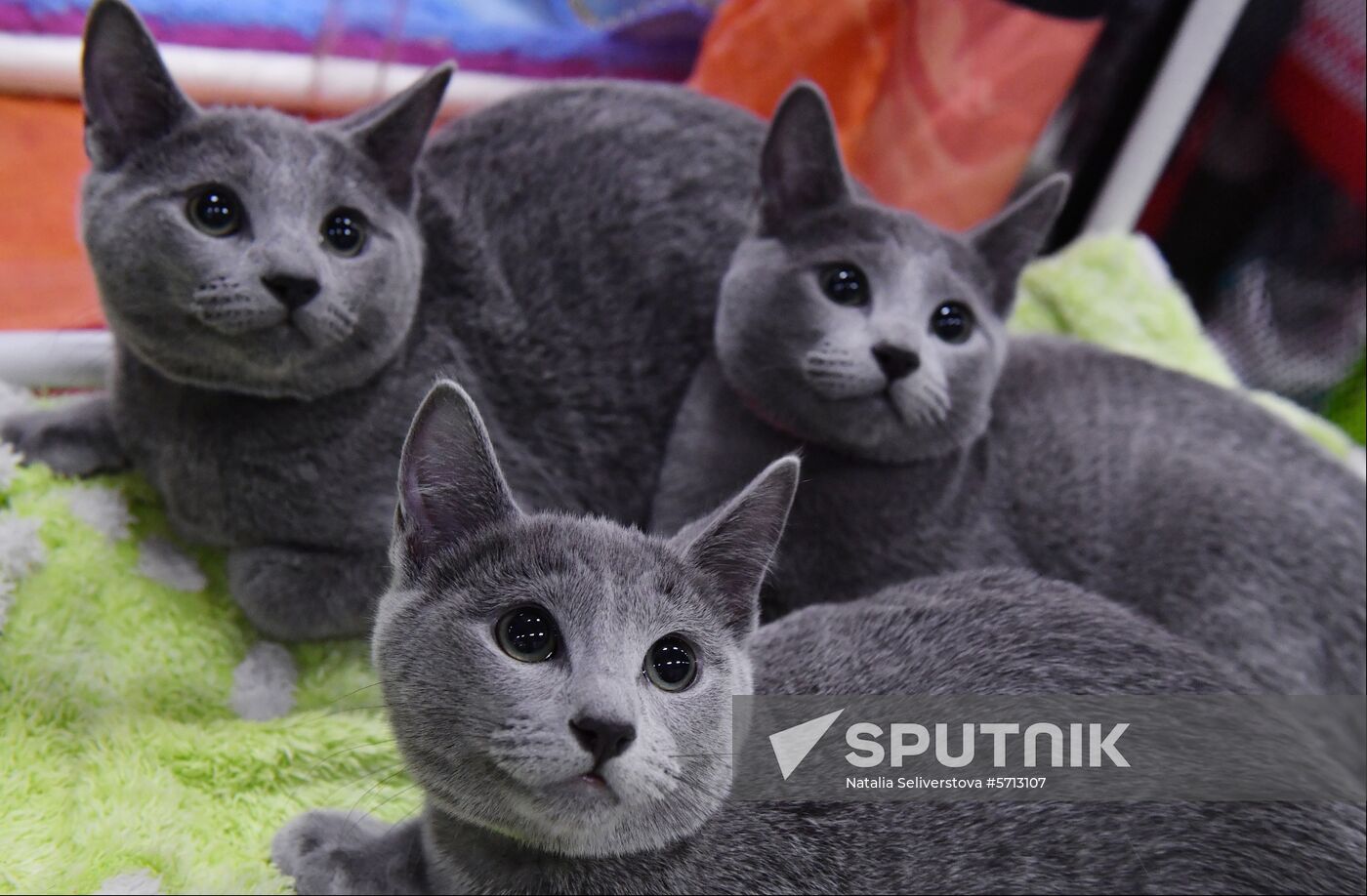 Russia Cat Show