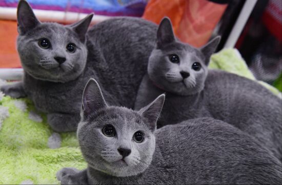 Russia Cat Show