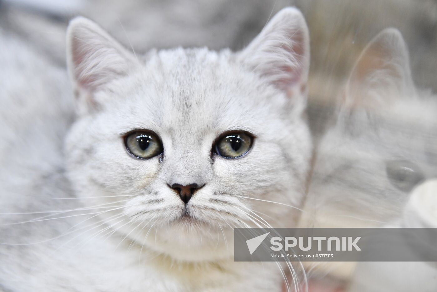 Russia Cat Show