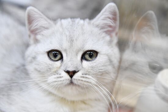Russia Cat Show