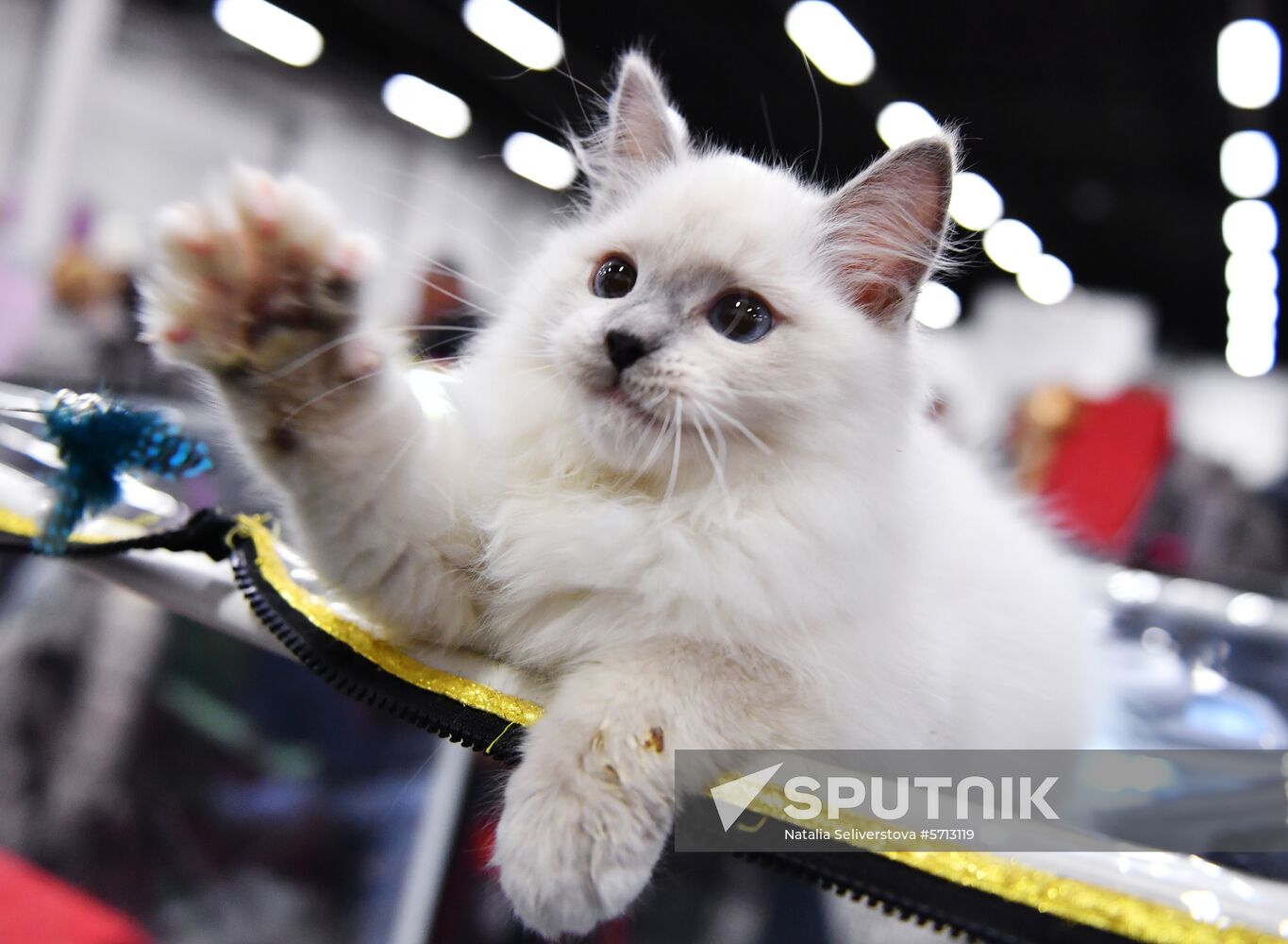 Russia Cat Show