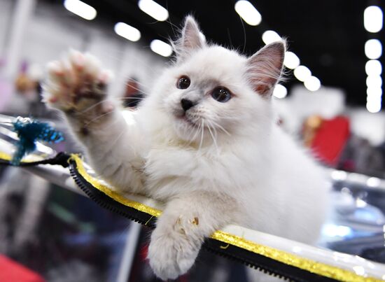 Russia Cat Show