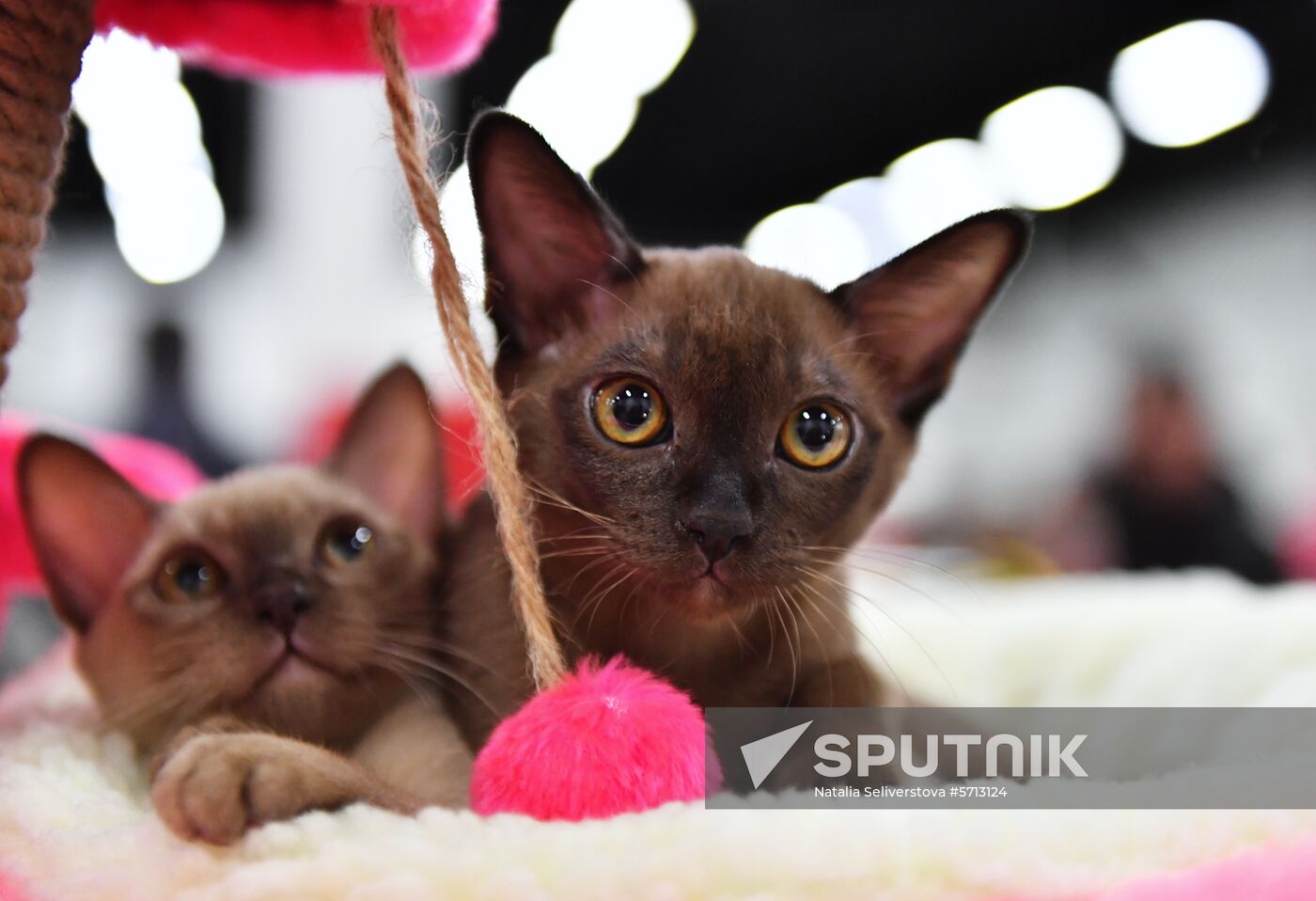 Russia Cat Show