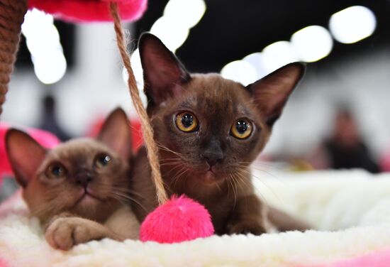 Russia Cat Show