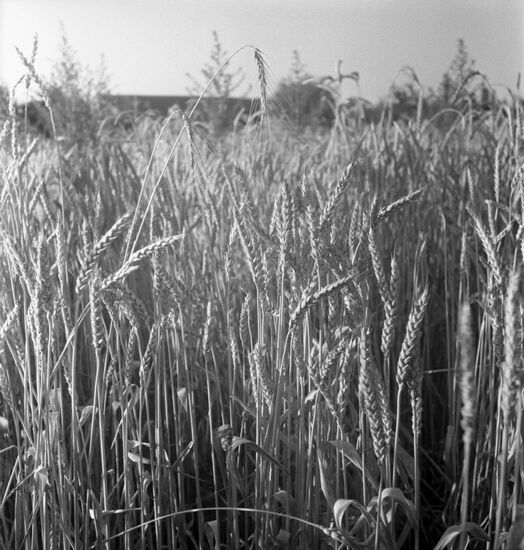 Irrigated fields of Fergan Valley