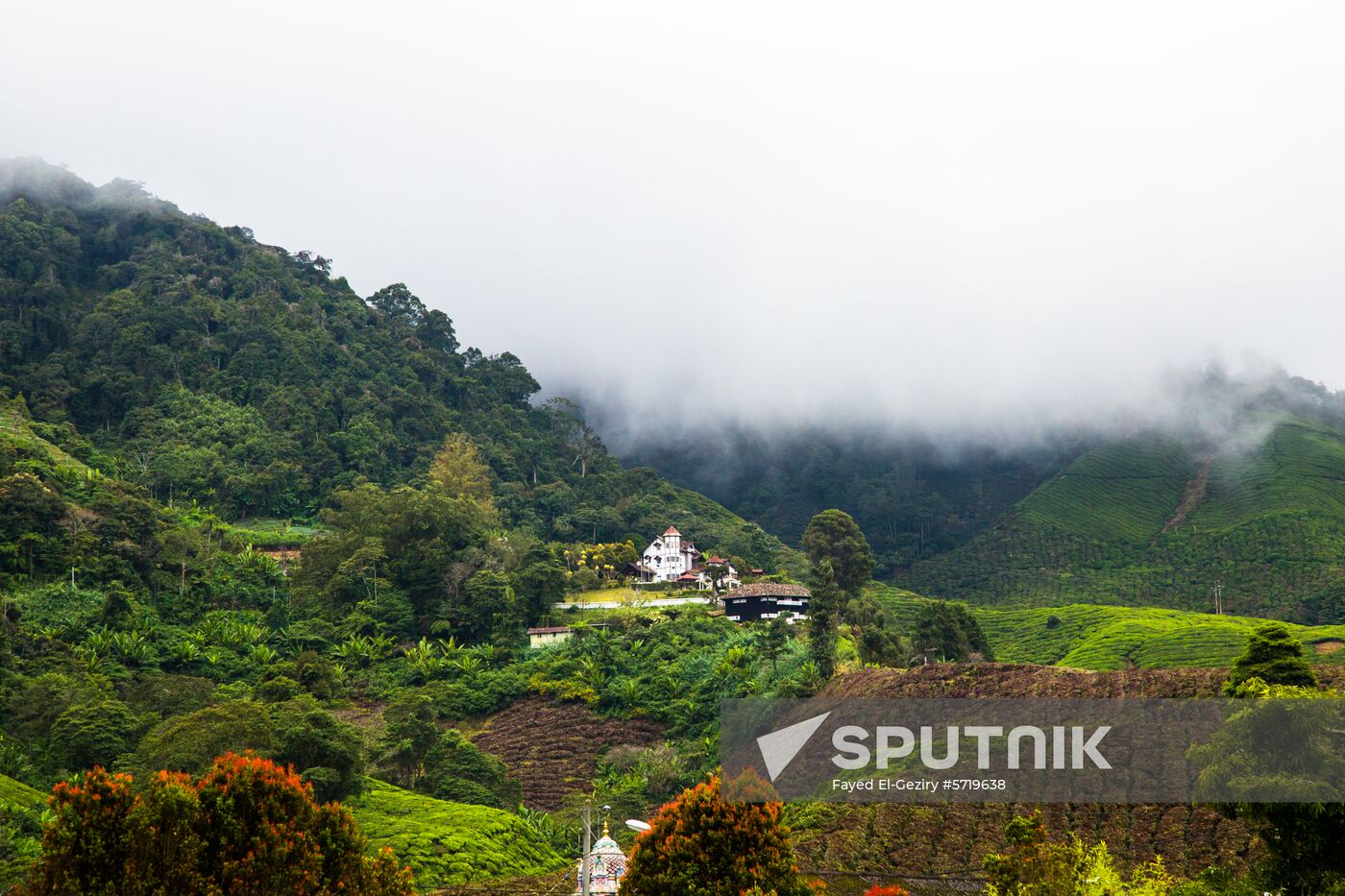 Malaysia Cameron Highlands