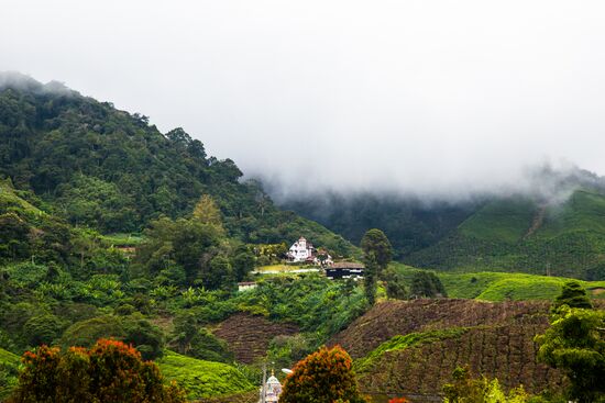Malaysia Cameron Highlands