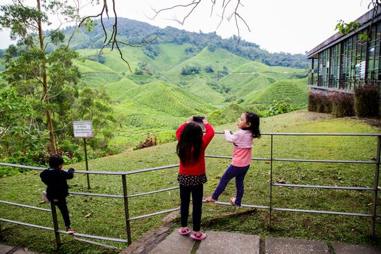 Malaysia Cameron Highlands
