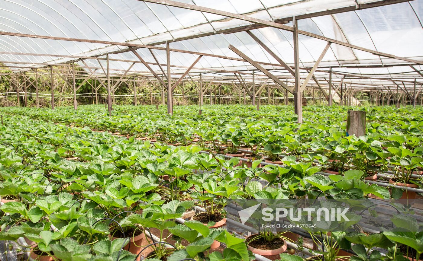 Malaysia Cameron Highlands