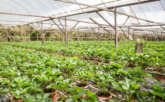Malaysia Cameron Highlands