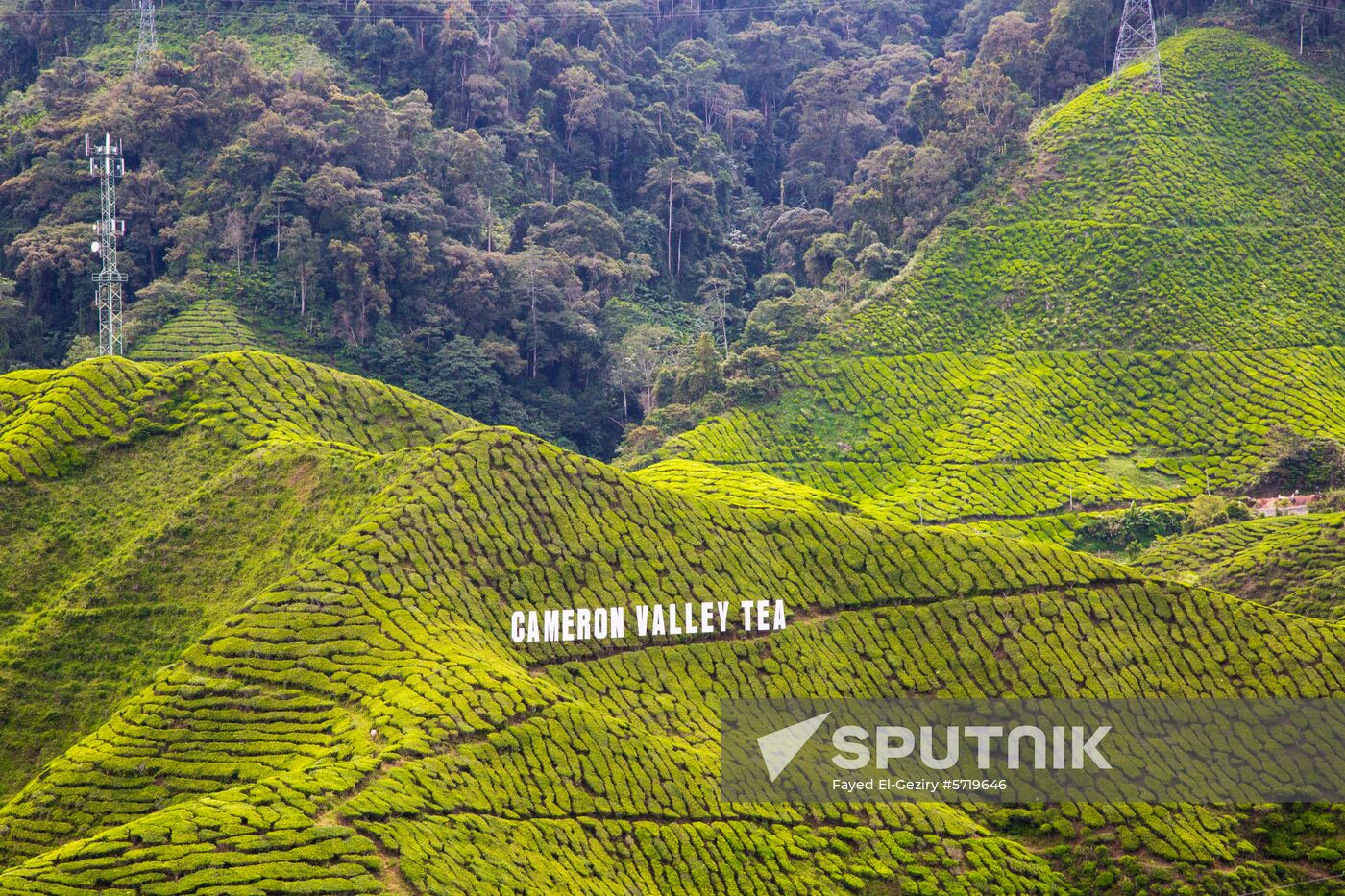 Malaysia Cameron Highlands