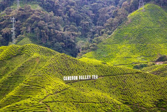 Malaysia Cameron Highlands