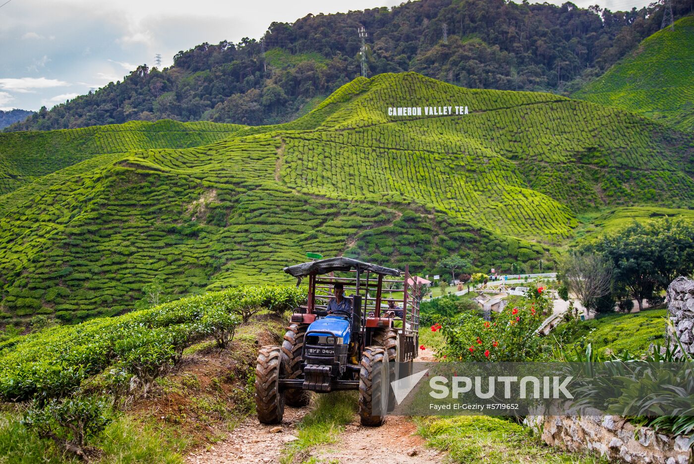 Malaysia Cameron Highlands