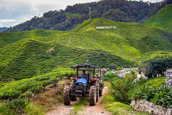 Malaysia Cameron Highlands