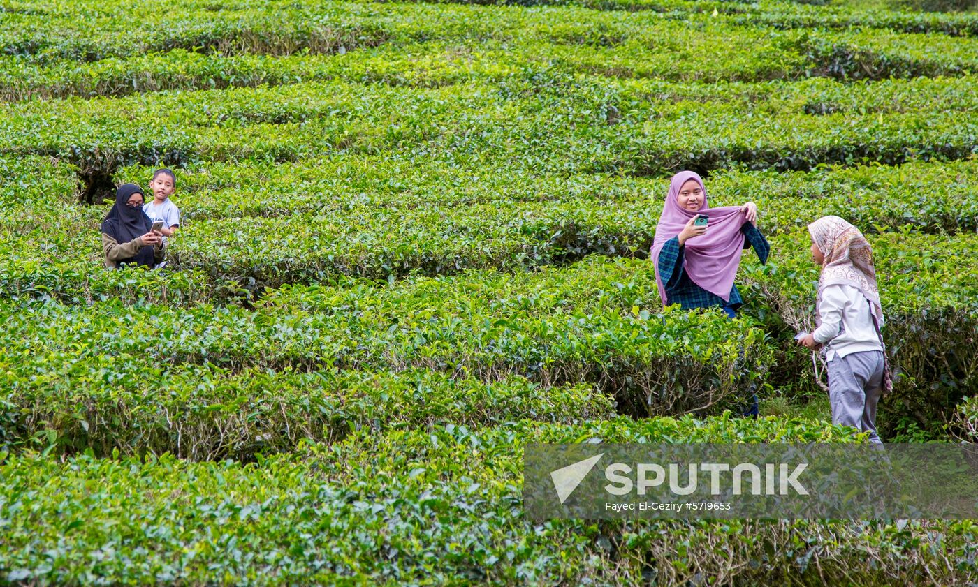 Malaysia Cameron Highlands