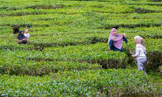 Malaysia Cameron Highlands