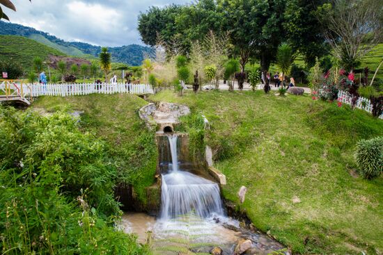 Malaysia Cameron Highlands