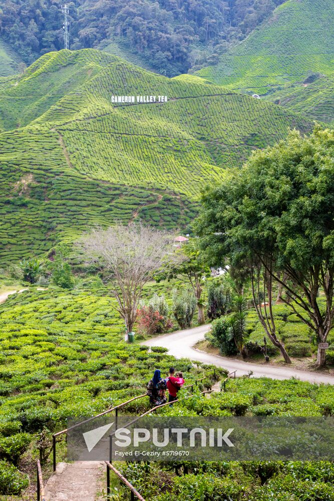 Malaysia Cameron Highlands