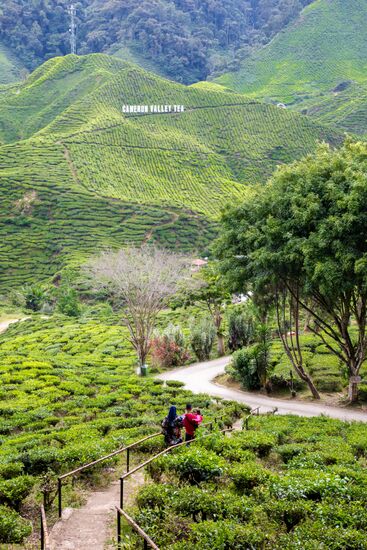 Malaysia Cameron Highlands