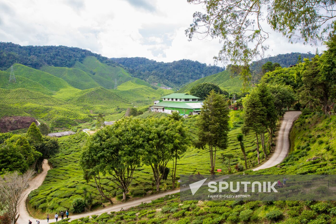 Malaysia Cameron Highlands