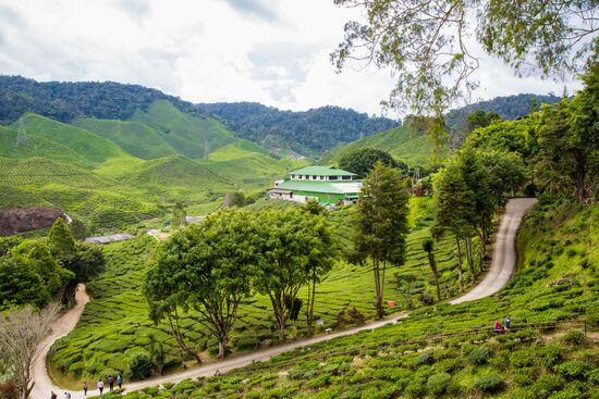 Malaysia Cameron Highlands