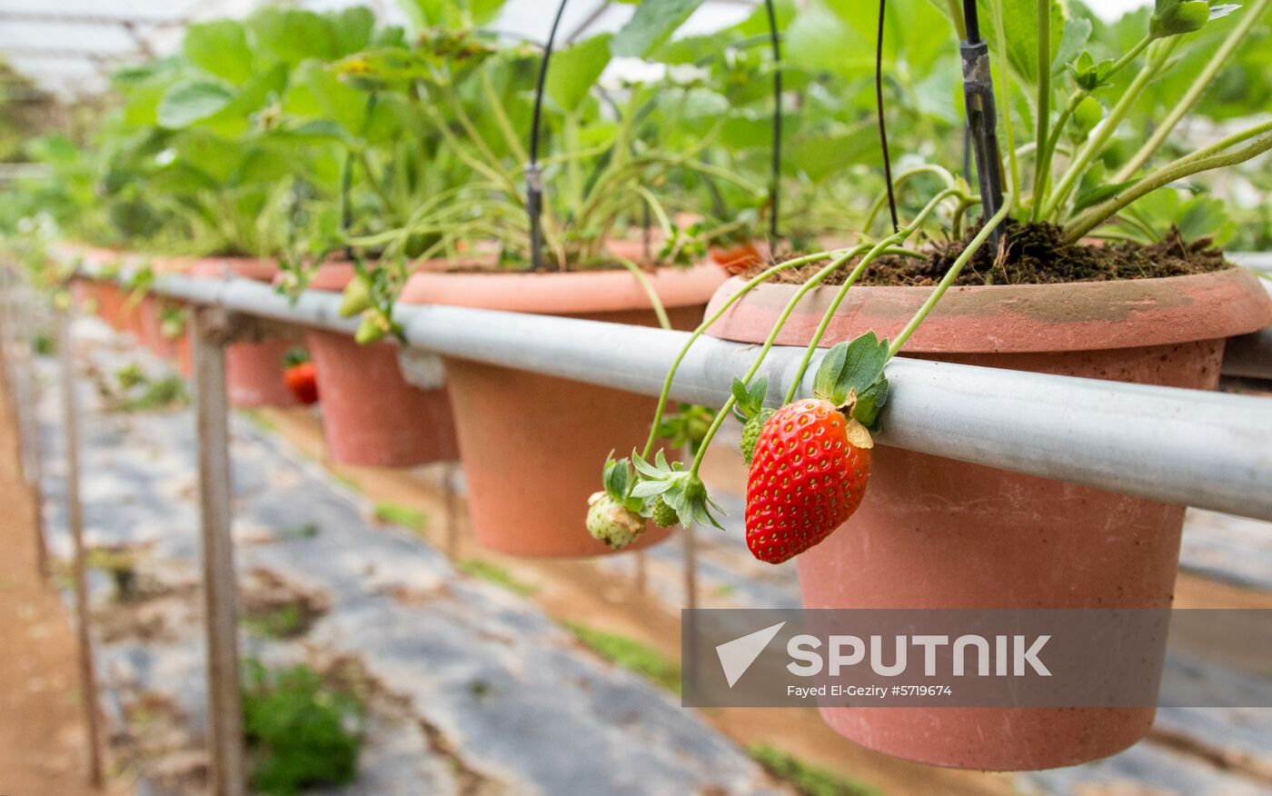 Malaysia Cameron Highlands