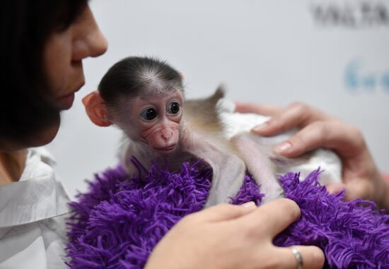 Russia Crimea Zoo