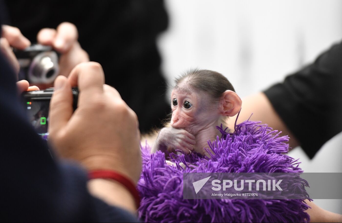 Russia Crimea Zoo