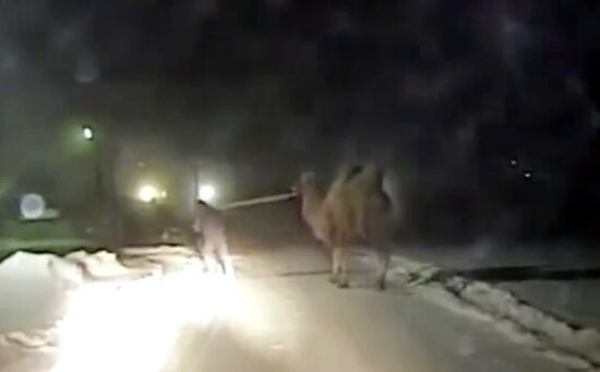 Russia Siberia Rescued Camel
