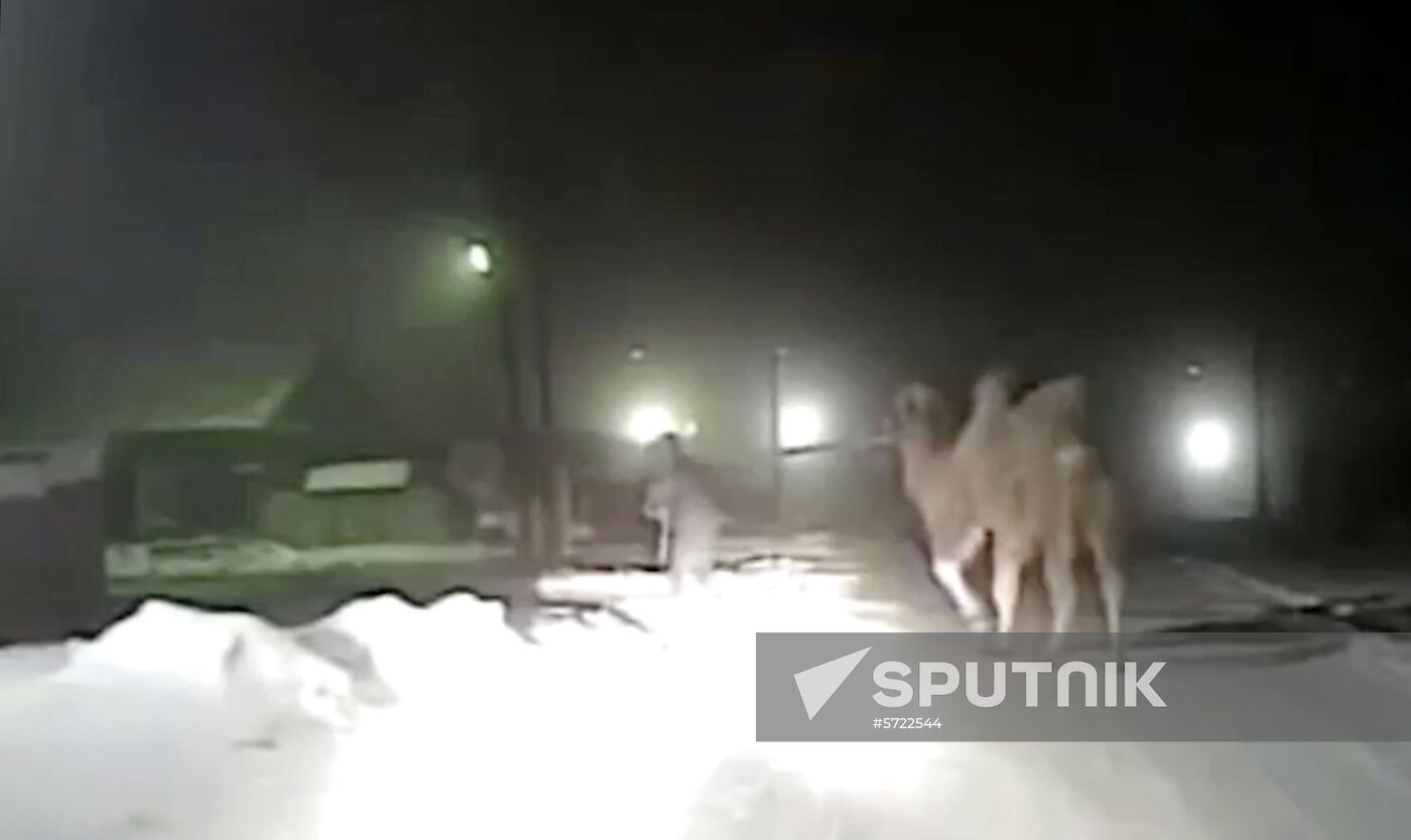 Russia Siberia Rescued Camel