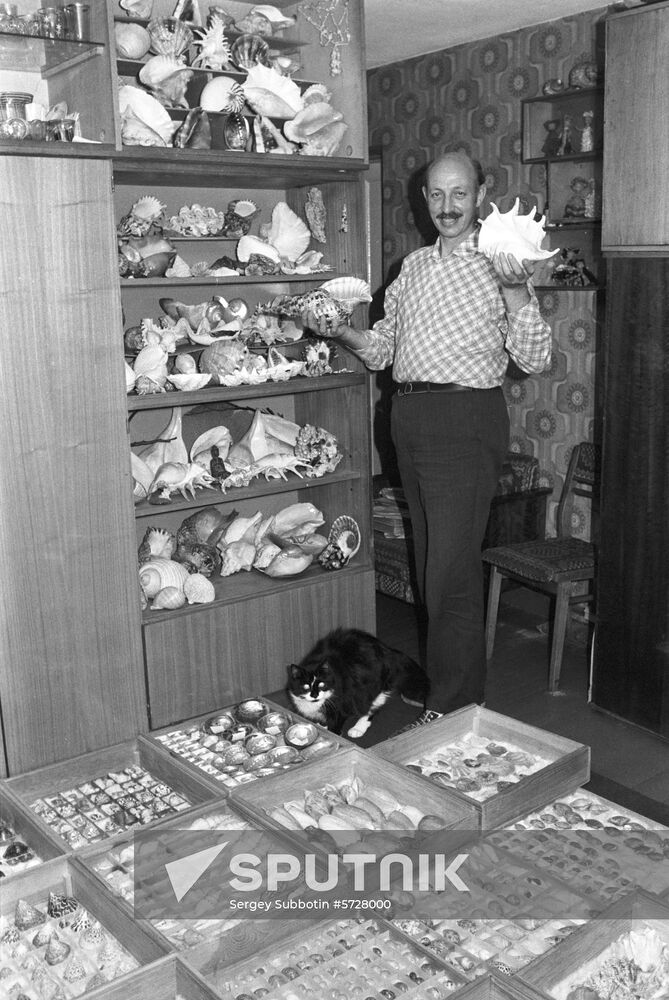 Seashell collector